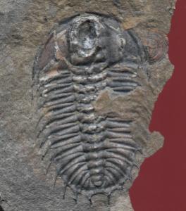 Olenoides_serratus